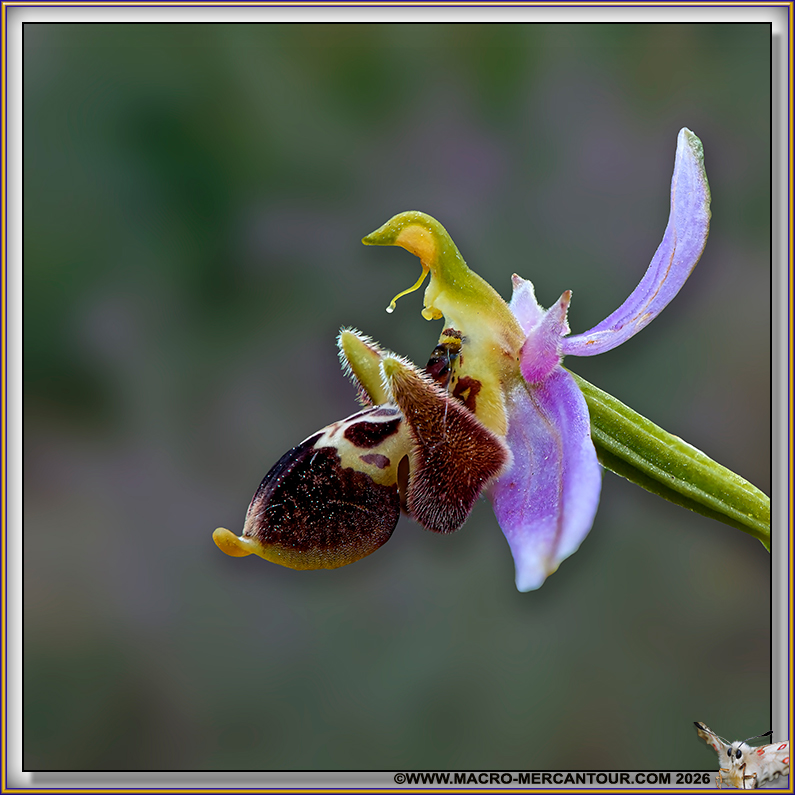 Ophrys B&eacute;casse